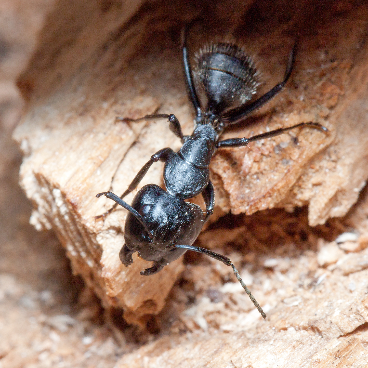 Ant Extermination