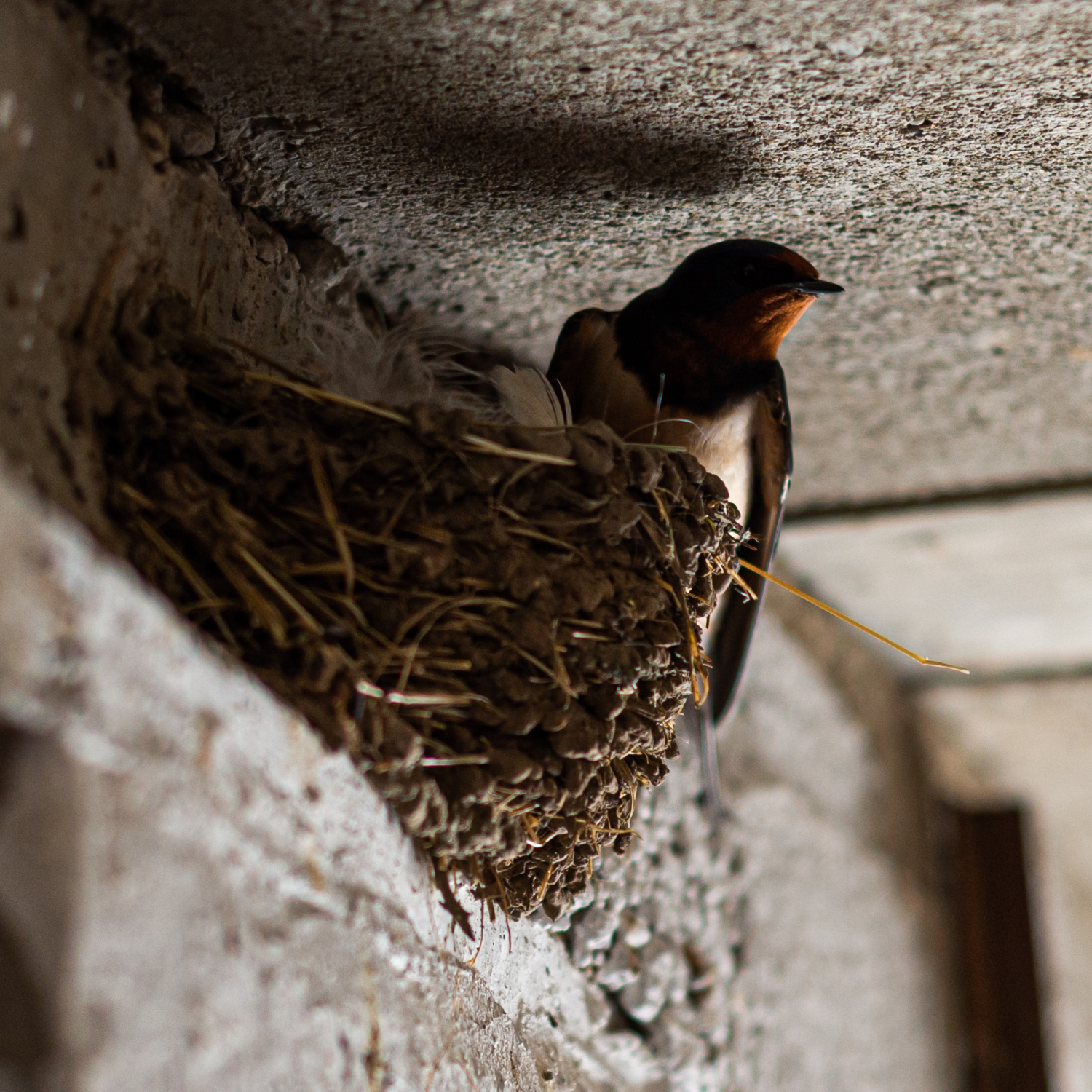 Bird Control & Deterrence