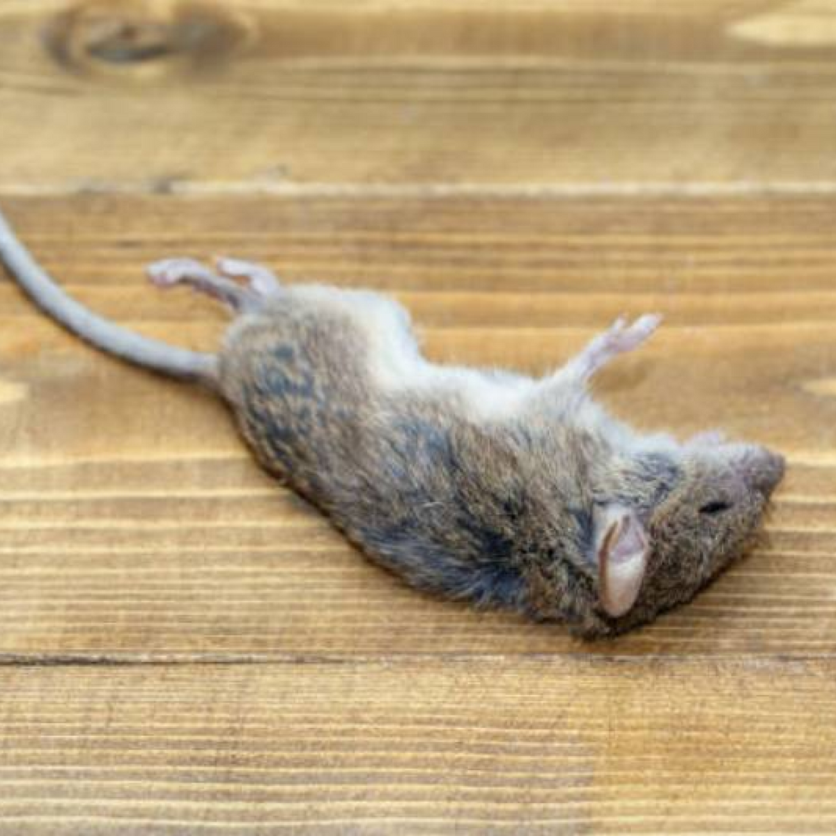 Dead Animal Removal & Sanitization Services