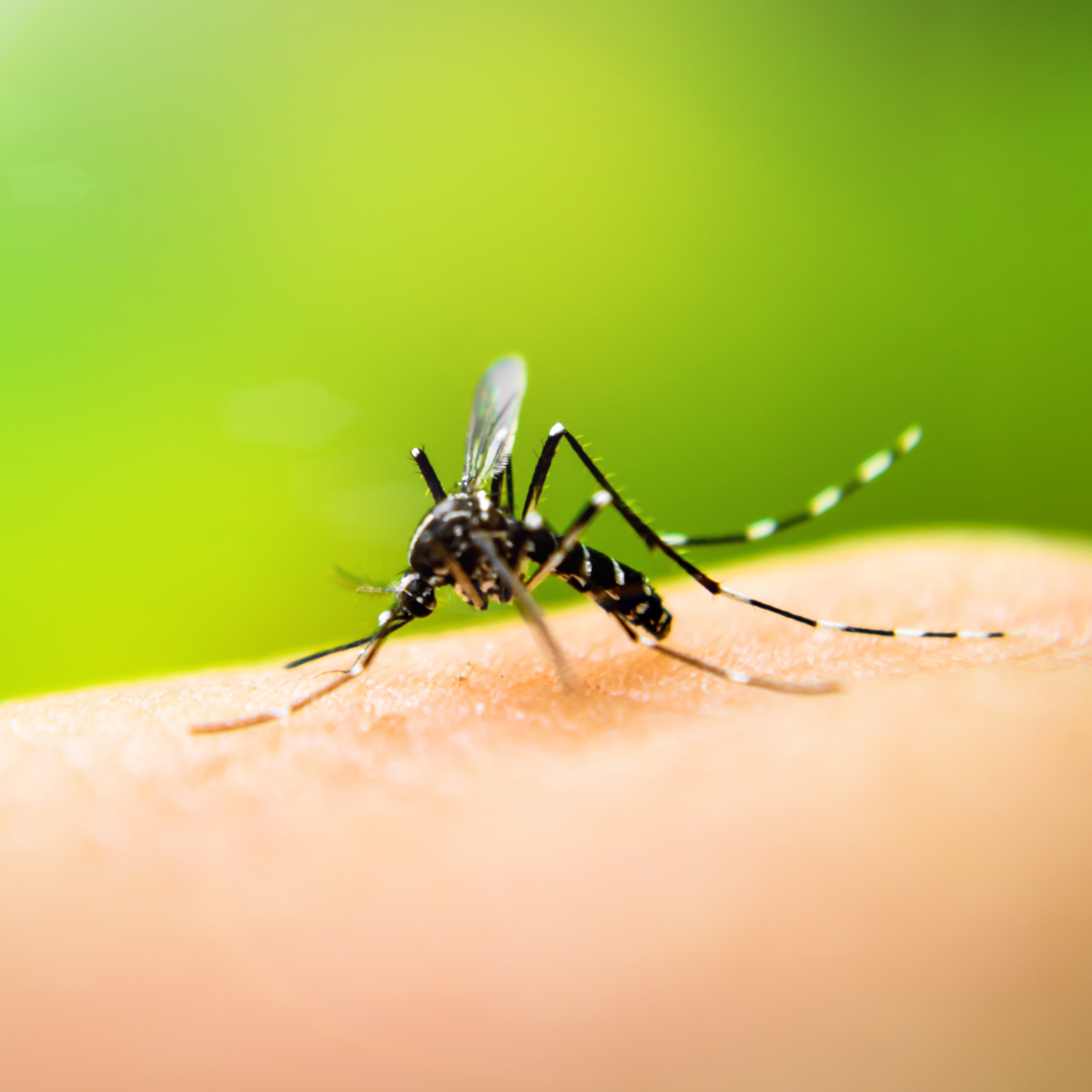 Mosquito Spraying & Yard Fogging Services