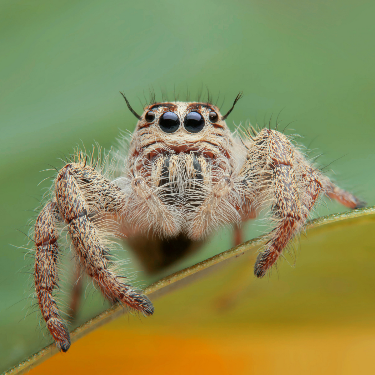 Spider & Centipede Extermination