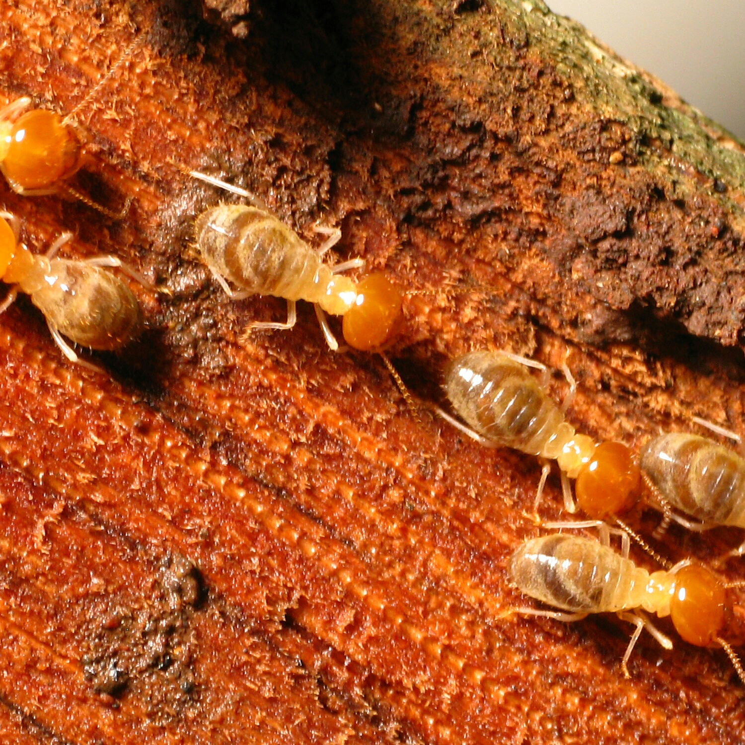 Termite Control