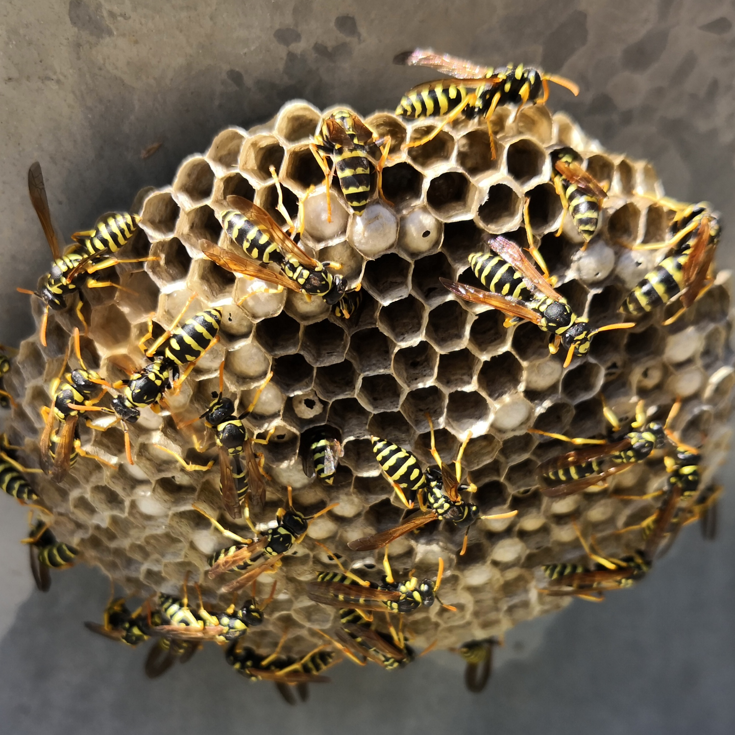 Wasp, Bee, and Hornet Removal Services