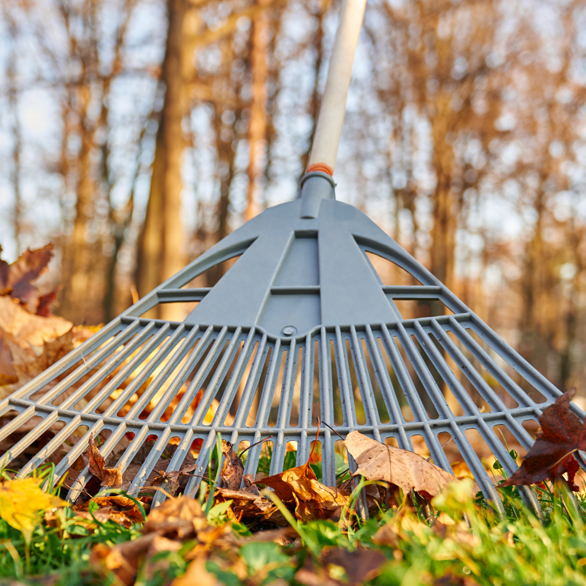 Fall Cleanup