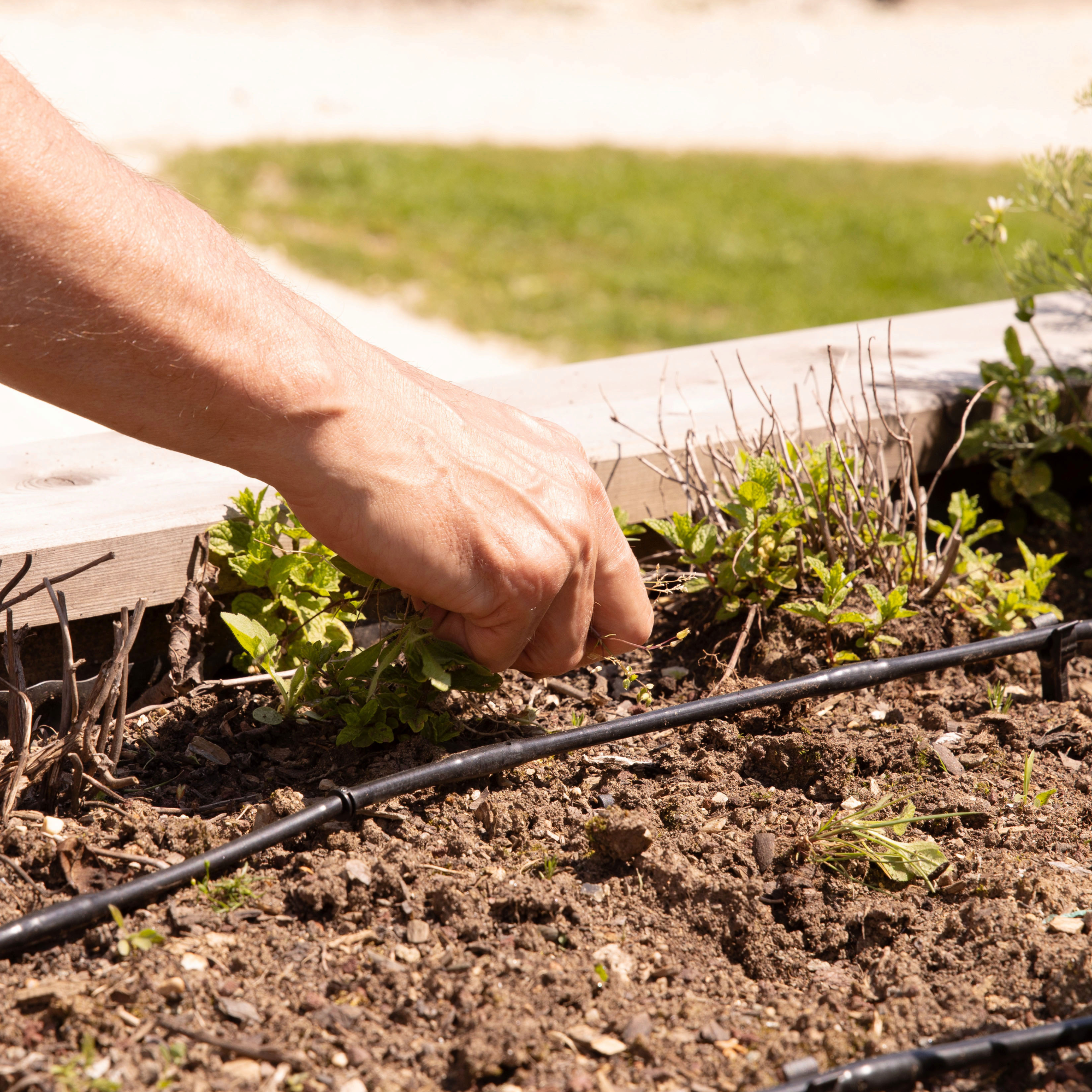 Garden Bed Weeding