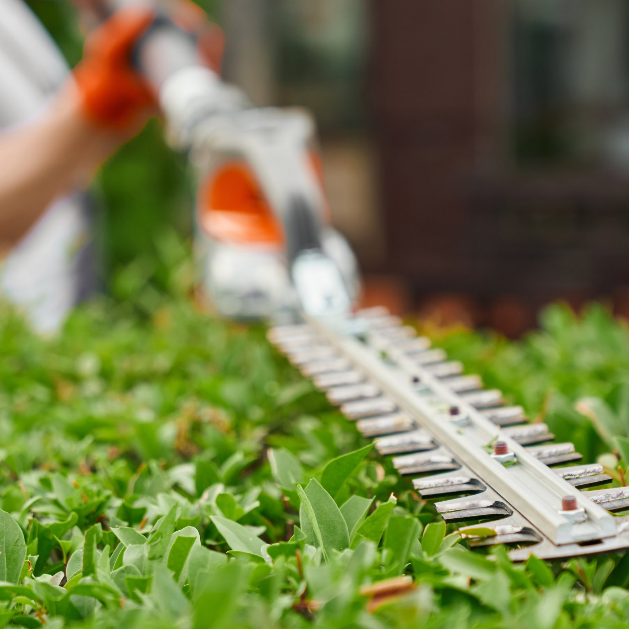 Hedge Trimming