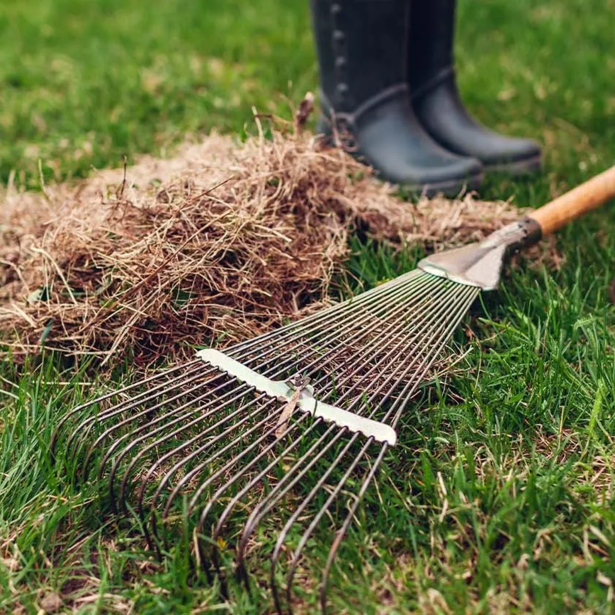 Lawn Dethatching
