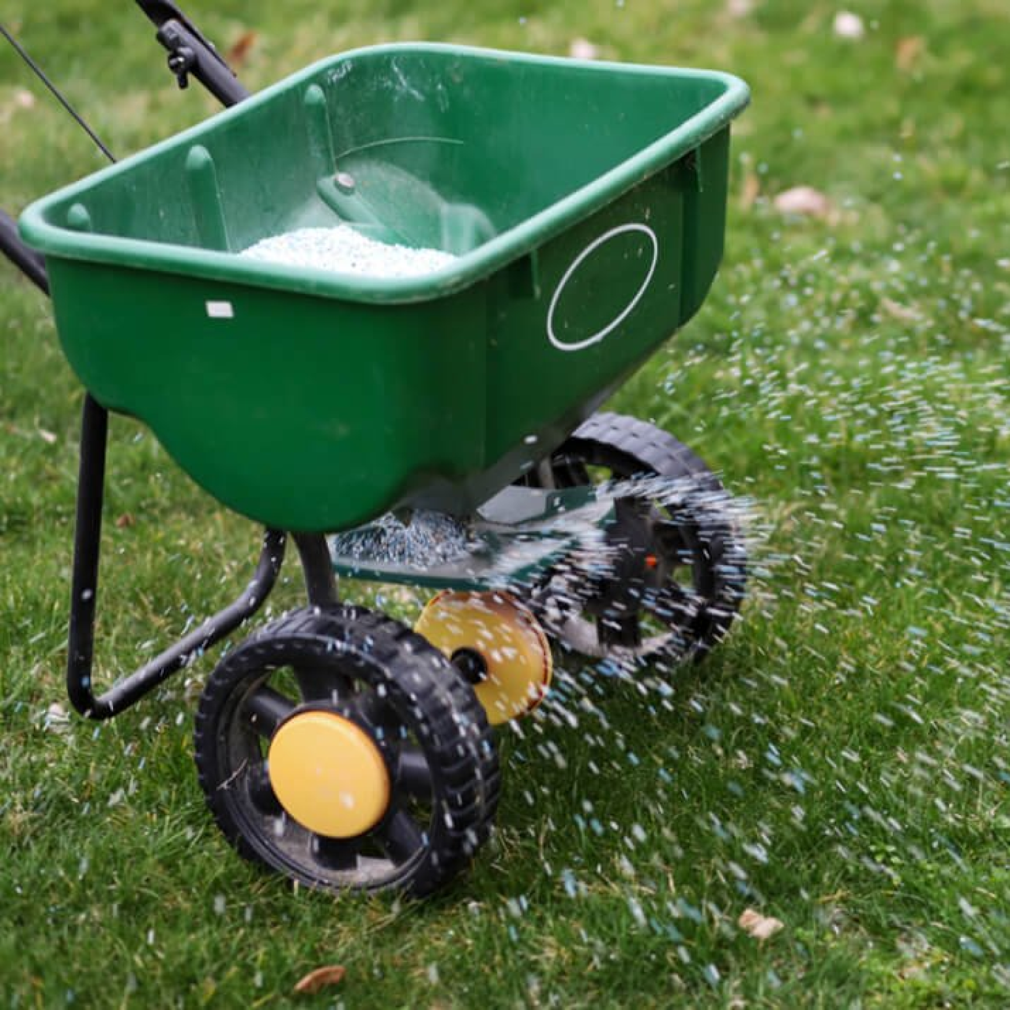 Lawn Overseeding